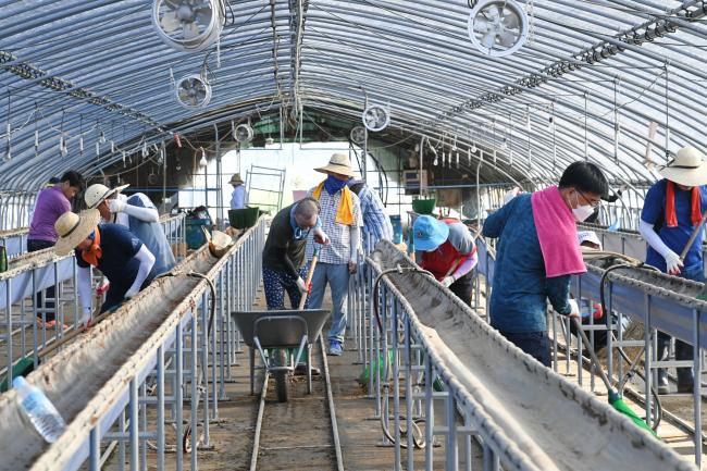 합천군의회 수해피해복구 일손돕기1